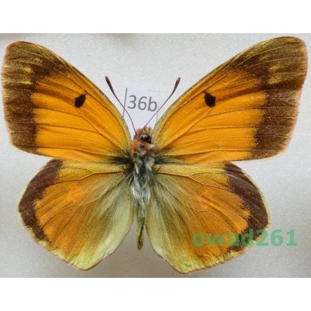 Colias romanovi Grum-Grshimailo, 1885 Kyrgyzstan36b